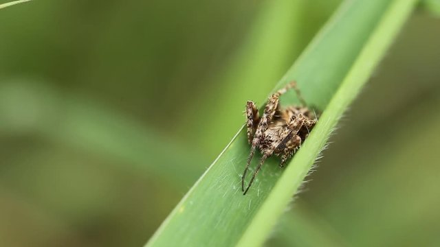 Spider on green grass.