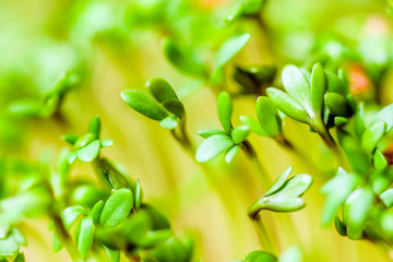 Cress - fresh vegetable