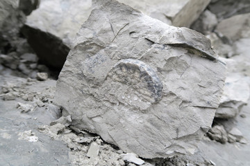 fossil of coeloptychium sponge in chalk rock
