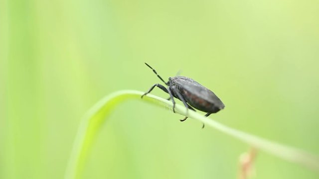 Insect on green grass in garden.