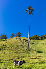 Bosque De Palma De Cera La Samaria  near San Felix near Salamina Caldas in Colombia South America