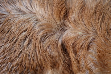 Background of the dog fur