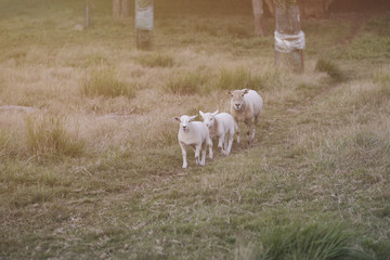 Fototapeta premium Family sheep