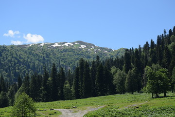 Лес и горы Кавказ