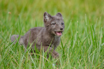 polar fox (Vulpes lagopus)
