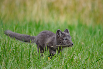 polar fox (Vulpes lagopus)