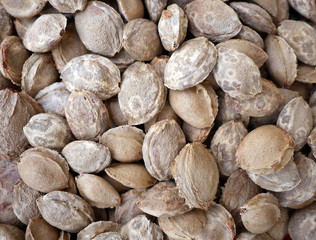 apricot kernels