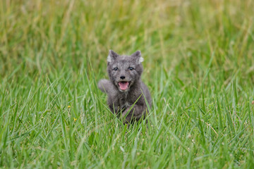 polar fox (Vulpes lagopus)