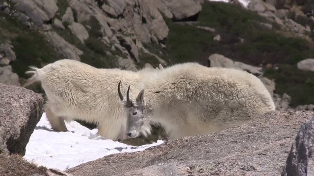 Mountain Goats in the Alpine
