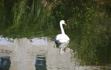 marais poitevin