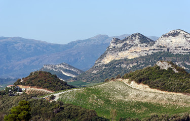 Fototapeta na wymiar Vignes de Patrimonio en haute Corse