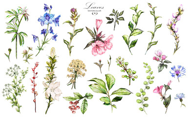 Big Set watercolor elements - wildflowers, herbs, leaf. collection garden and wild, forest herb, flowers, branches.  illustration isolated on white background, exotic  leaf. Berry