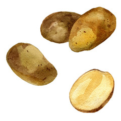 Watercolor illustration. Potatoes.