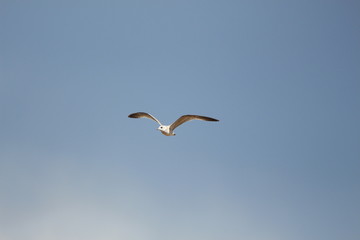 Flying seagull