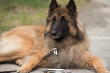 Belgischer Schäferhund