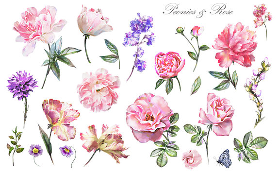 Set watercolor elements of flower rose, peonies, collection garden and wild flowers, leaves, branches, illustration isolated on white background,  pink  bud, herbs