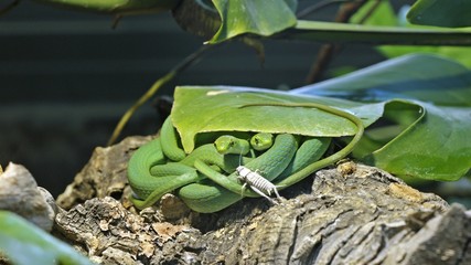 Zwei männliche Raue Grasnattern (Opheodrys aestivus) kurz nach der Häutung mit Futtertier
