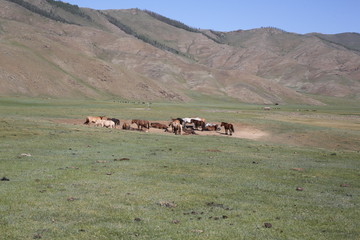 Mongolie