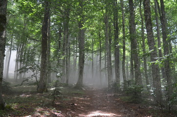 Obraz premium Bosco di Faggio nella nebbia