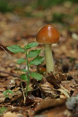 Rotbrauner Scheidenstreifling (Amanita fulva) im Buchenwald neben Blaubeere 