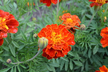 marigold 