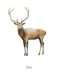 Obraz premium Ręcznie malowany plakat akwarelowy z jeleniem