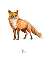 Handpainted watercolor poster with fox