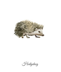 Handpainted watercolor poster with hedgehog © olesyaturchuk