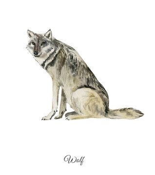 Handpainted watercolor poster with wolf