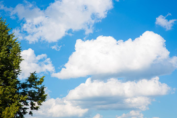 White clouds in the blue sky and tree foliage