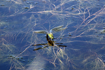 Dragonfly laying eggs in a small lake