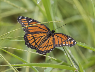Monarch butterfly, female