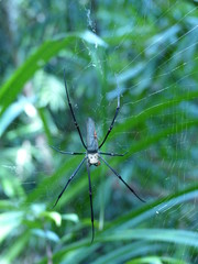 Spinnenweibchen+kleines Männchen