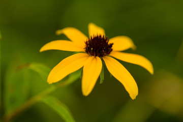 Black Eyed Susan Wildflower
