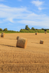 Harvest Landscape
