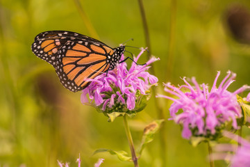 Naklejka premium Monarch Butterfly on Bee Balm Wildflower
