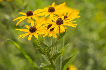 Yellow Coneflowers in Summer Field of Wildflowers