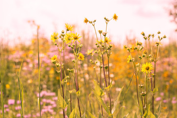Summer Wildflower Field of Sunflowers