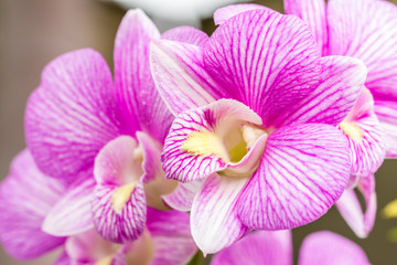 Fototapeta na wymiar Purple orchid, Dendrobium.