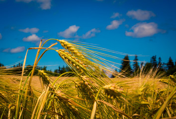 barley field 