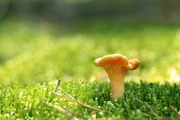 Mushroom chanterelle in moss forest