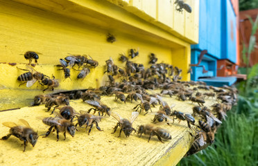 Bees in beehive