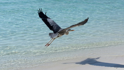 The heron flies on the ocean.
