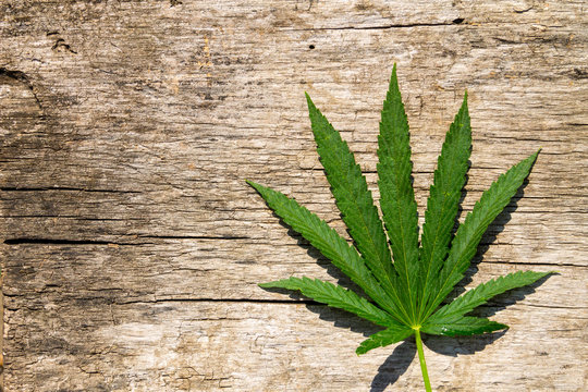 Green cannabis leaf on wooden background