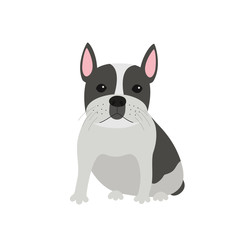 dog French bulldog sitting