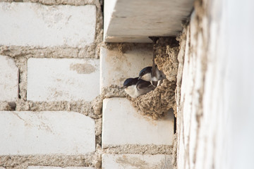The swallow is sitting in the nest