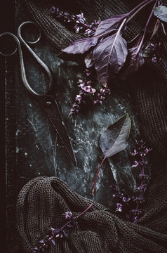 Leaves and flowers of purple basil and old fashioned scissors