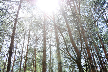Sun dries the pine tree