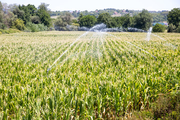 Fototapeta na wymiar Watering the corn field during summer drought