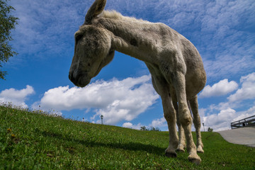 Weißer Esel auf Bauernhof vor blauem Himmel